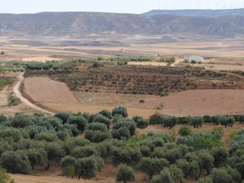 SAMANGOS CON LA ERMITA AL FONDO (Foto: Ramón Alcaine)